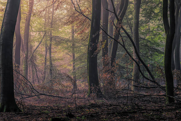 Autumn Poster featuring the photograph Good morning Speulderbos by Tim Abeln