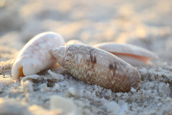 Seashells Poster featuring the photograph Good Things Come in Threes by Melanie Moraga