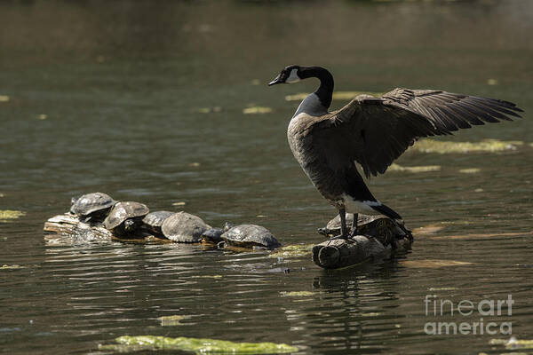 Canada Goose Poster featuring the photograph Goose and turtles by JT Lewis