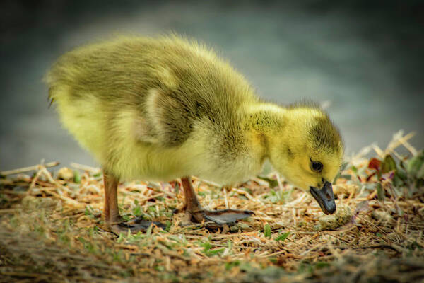 Goose Poster featuring the photograph Goose Baby by Ray Congrove