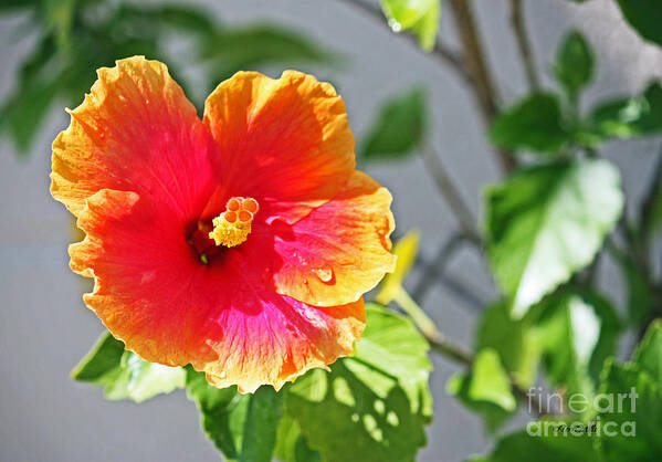 Flower Poster featuring the photograph Gorgeous Hibiscus by Terri Mills