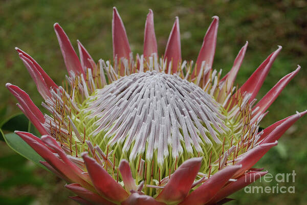 Protea Poster featuring the photograph Gorgeous Pink Spikey Protea Flower Blossoms in a Garden by DejaVu Designs