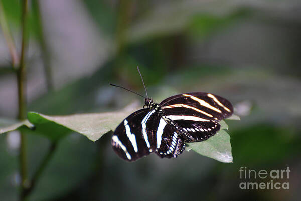 Zebra-butterfly Poster featuring the photograph Gorgeous Shot of a Zebra Butterfly on a Leaf by DejaVu Designs