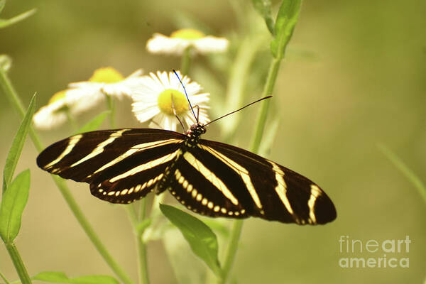 Zebra-butterfly Poster featuring the photograph Gorgeous Zebra Butterfly in the Beautiful Sunlight by DejaVu Designs
