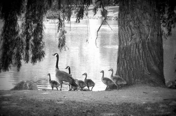 Geese Poster featuring the photograph Goslings BW7 by Clarice Lakota