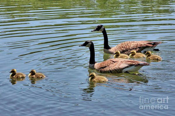 Branta Canadensis Poster featuring the photograph Goslings Go for a Swim by Carol Groenen