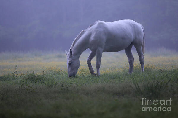 Horse Poster featuring the photograph Grace by Lara Morrison