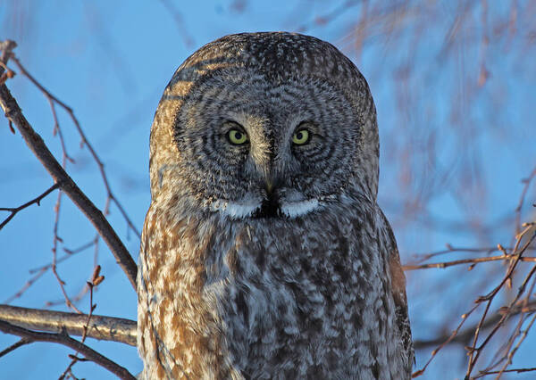 Sam Amato Poster featuring the photograph Graceful Grey Owl by Sam Amato