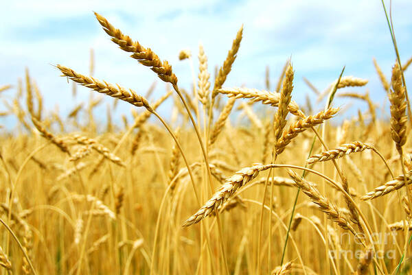 Wheat Poster featuring the photograph Grain field by Elena Elisseeva