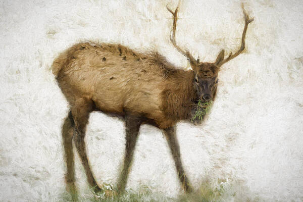 Elk Poster featuring the photograph Grand Canyon Elk No. 2 Wintered by Belinda Greb