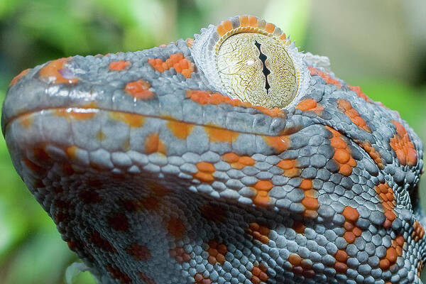 Gecko Poster featuring the photograph Granma What Big Eyes You Got by Don Mennig