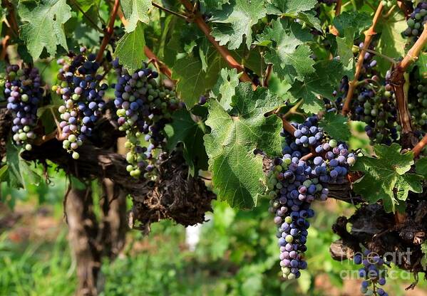 Grapes Poster featuring the photograph Grape Clusters in Vineyard by Carol Groenen