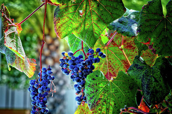 Grape Poster featuring the photograph Grapes by Camille Lopez