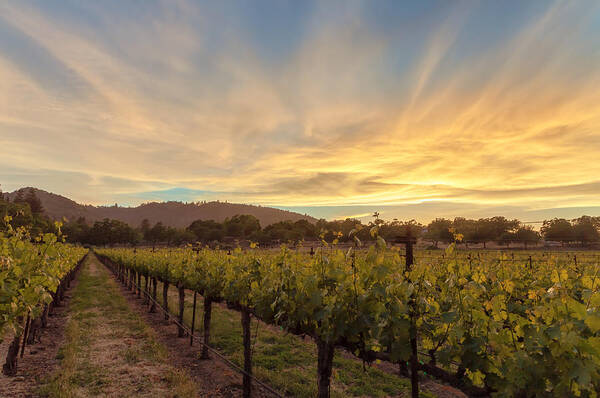 Nature Poster featuring the photograph Grapevines and The Sunset by Jonathan Nguyen
