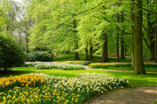 Holland Poster featuring the photograph Grass Lawn with Daffodils by Anastasy Yarmolovich