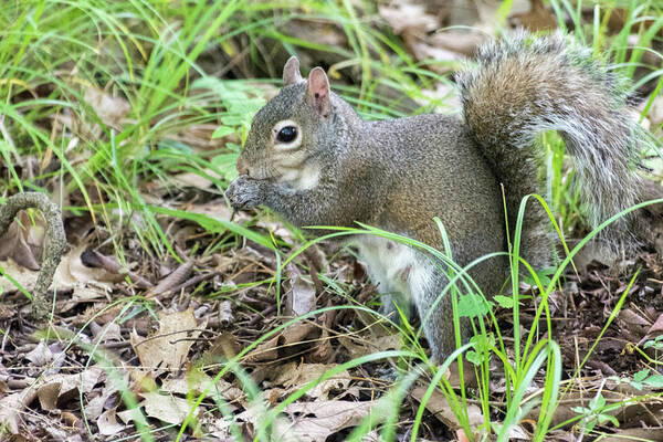 Animal Poster featuring the photograph Gray Squirrel Eating by John Benedict