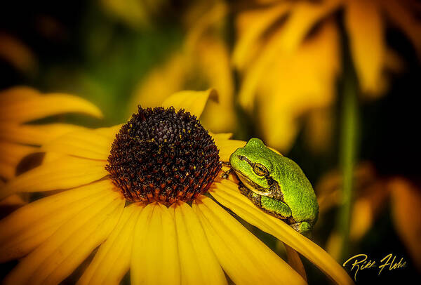 Animals Poster featuring the photograph Gray Tree Frog in Flowers by Rikk Flohr