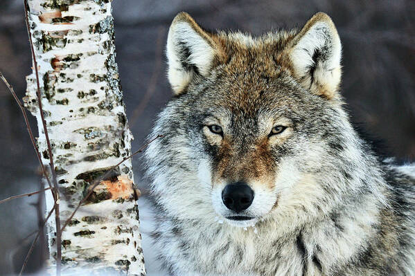 70015066 Poster featuring the photograph Gray Wolf Portrait by Jasper Doest