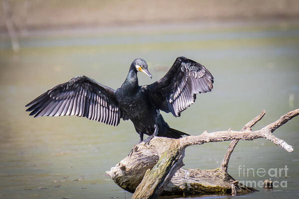 Animalia Poster featuring the photograph Great black cormorant drying wings after fishing #1 by Jivko Nakev