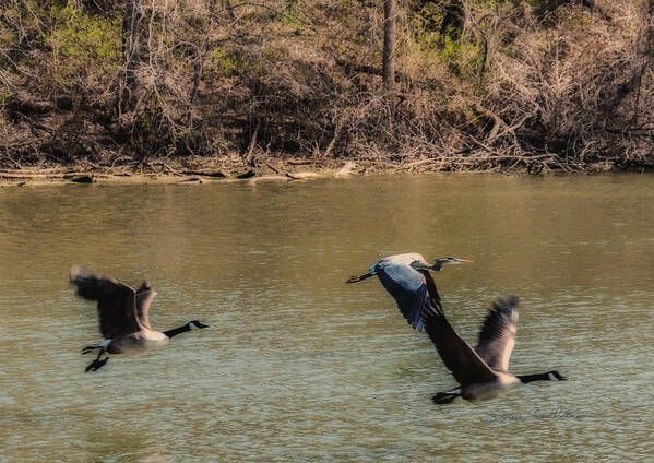 Great Blue Heron Poster featuring the photograph Great Blue Heron And Canada Geese In Flight by Ed Peterson