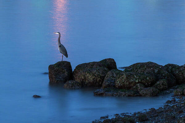Herons Poster featuring the photograph Great Blue Heron at English Bay by Michael Russell