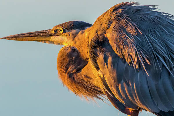 California Poster featuring the photograph Great Blue Heron Close Up by Marc Crumpler