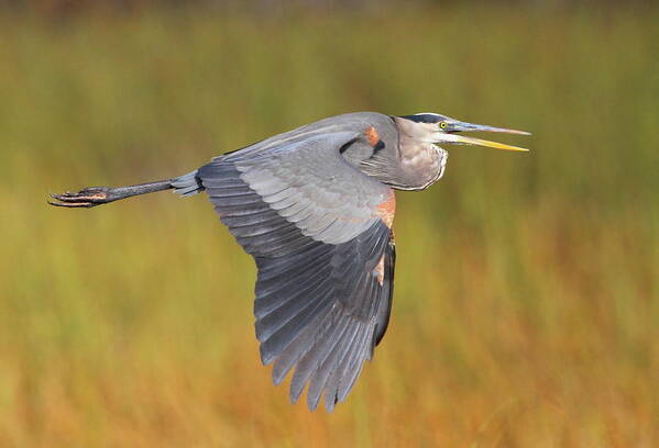 Heron Poster featuring the photograph Great Blue Heron In Flight by Bruce J Robinson