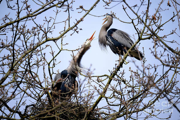 Terry Elniski Photography Poster featuring the photograph Great Blue Heron Nesting 2017 - 8 by Terry Elniski