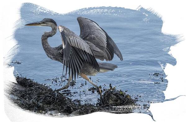 Great Blue Heron Poster featuring the photograph Great Blue Heron on Cape Cod Canal 1 by Constantine Gregory