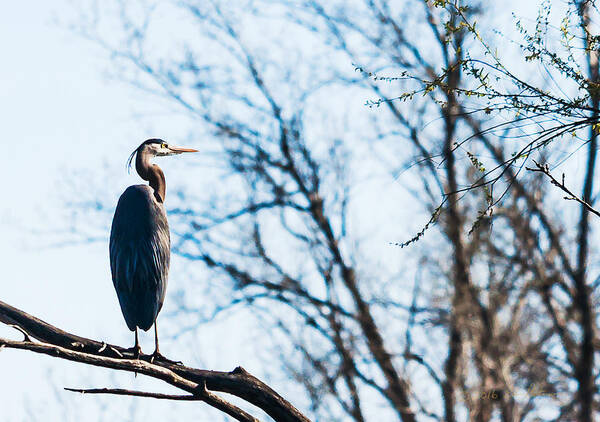 Great Blue Heron Poster featuring the photograph Great Blue Heron Sitting In A Tree by Ed Peterson