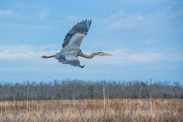 Alligator River Wildlife Refuge Poster featuring the photograph Great Blue Over the Refuge by Cyndi Goetcheus Sarfan