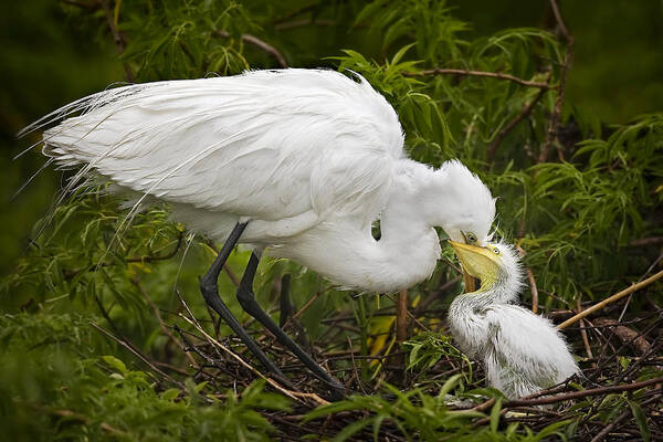 Egret Poster featuring the photograph Great Egret and Chick by Susan Candelario