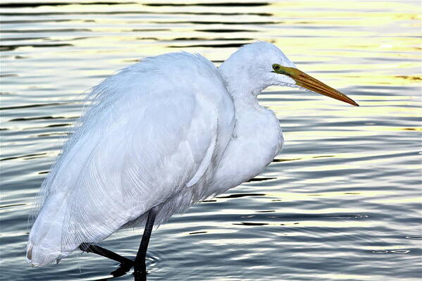 Bird Poster featuring the photograph Great Egret by Diana Hatcher