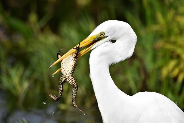 Great White Egret Poster featuring the photograph Great Egret With Frog by Julie Adair