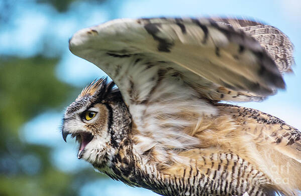 Great Horned Owl Poster featuring the photograph Great Horned Owl-2486 by Steve Somerville