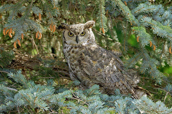Fine Art Horned Owl Greeting Cards. Fine Art Great Horned Owl Greeting Cards. Great Horned Owl Photography. Owl Greeting Cards. Owl Pictures. Bird Photography. Nature Photography. Mountain Photography. Tree Photography. Wildlife Photography. Rabbets. Rodents. Crows. Ducks. Owls. Poster featuring the photograph Great Horned Owl by James Steele