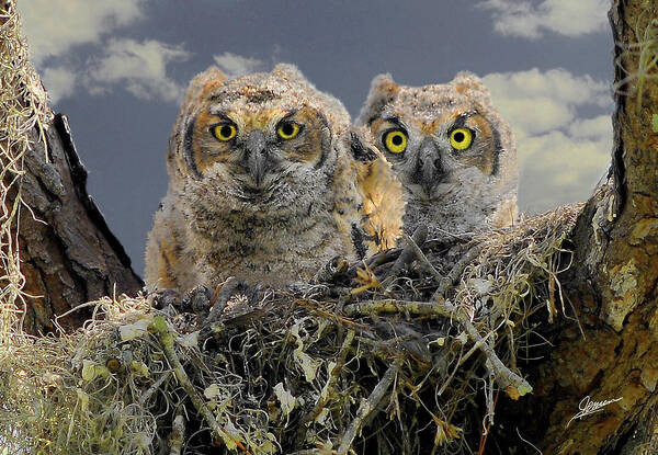 Nature Poster featuring the photograph Great Horned Owlets by Phil Jensen