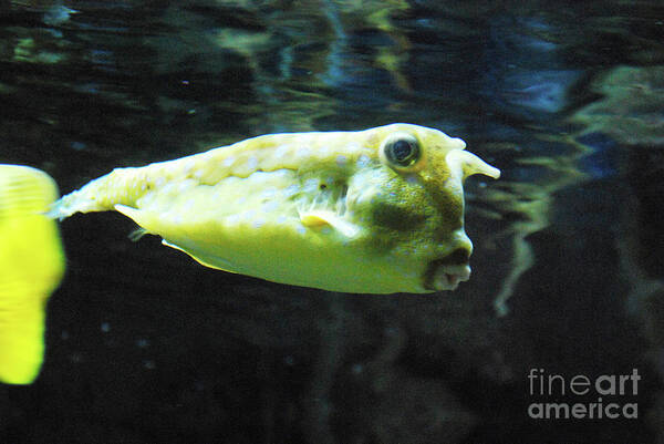 Longhorn-cowfish Poster featuring the photograph Great Longhorn Cowfish Swimming Along Underwater by DejaVu Designs