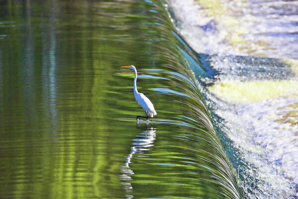 Egret Poster featuring the photograph Great White Egret at the Falls 2730 by Jack Schultz