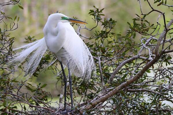 Carol R Montoya Poster featuring the photograph Great White Egret by Carol Montoya