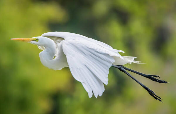 California Poster featuring the photograph Great White Egret Take Off by Marc Crumpler