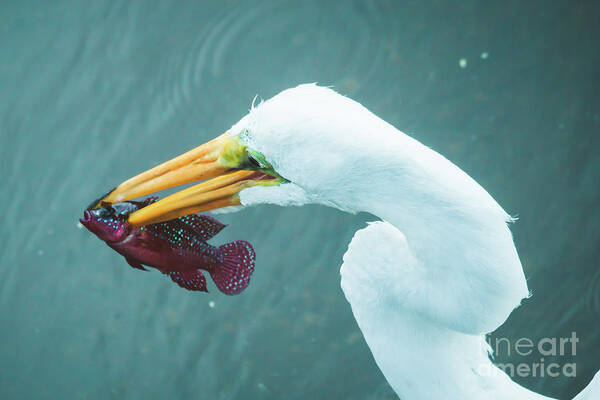 Bird Poster featuring the photograph Great White Egret with Jeweled Cichlid by Edelberto Cabrera