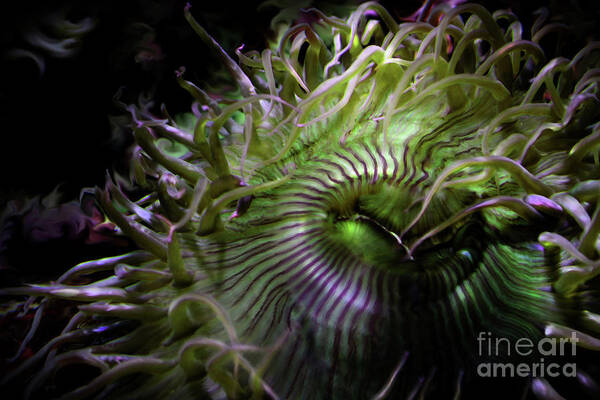 Sea Anemone Poster featuring the digital art Green Anemone by Lisa Redfern