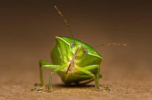 Insect Poster featuring the photograph Green bug by Tin Lung Chao