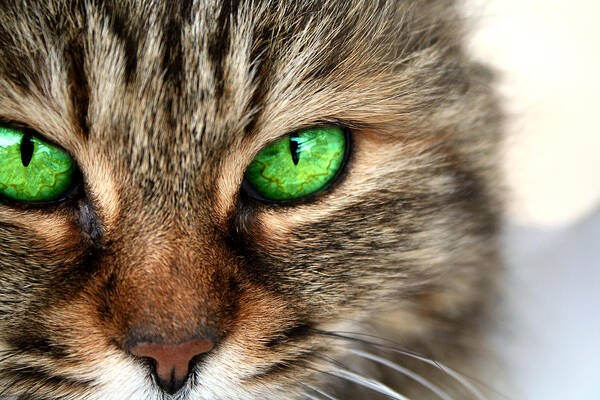 Cat Poster featuring the photograph Green Eyes by Gaile Griffin Peers