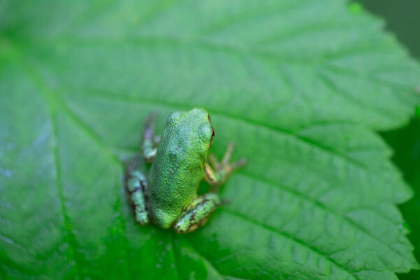 Frog Poster featuring the photograph Green Frog on a Green Leaf North American Grey Tree Frog by Jakub Sisak