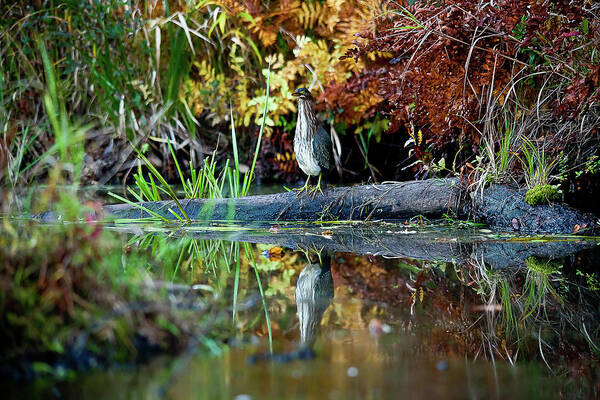 Fall Poster featuring the photograph Green Heron by Benjamin Dahl