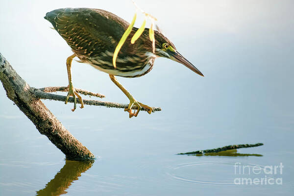 Animal Poster featuring the photograph Green Heron Sees Minnow by Robert Frederick