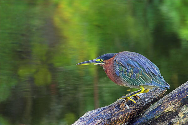 St Lucia Poster featuring the photograph Green Heron- St Lucia by Chester Williams
