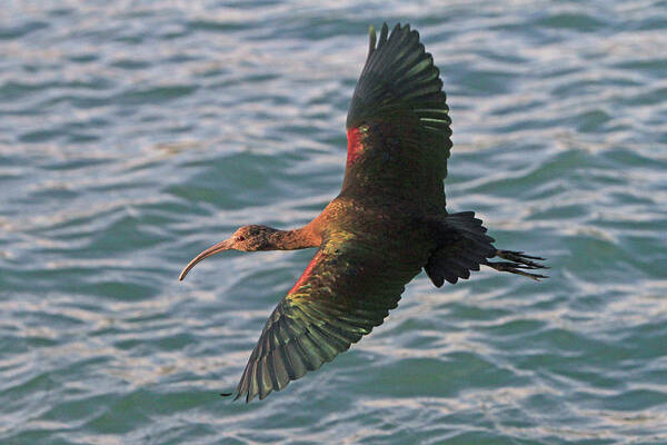 Ibis Poster featuring the photograph Green Ibis 6 by Shoal Hollingsworth